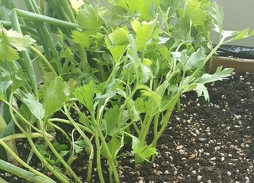 大棚芹菜的种植方法和时间