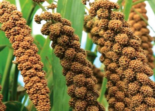 小米什么时候播种合适