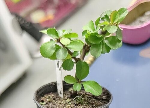 日本长寿梅一年开几次花