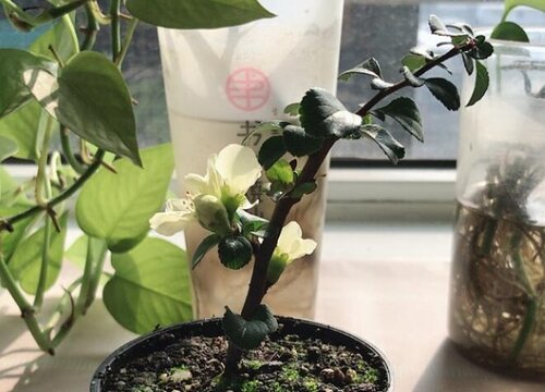 日本长寿梅一年开几次花