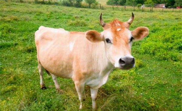 myanmar是哪个国家