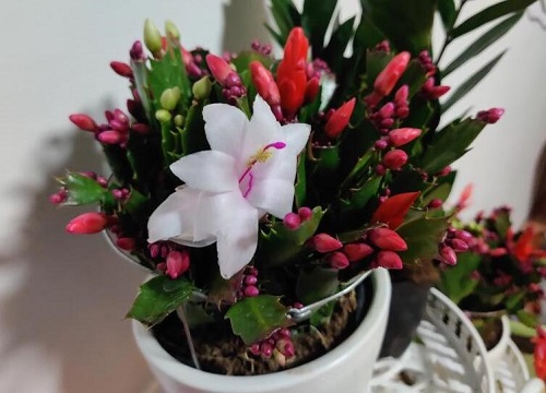 蟹爪兰度夏难吗