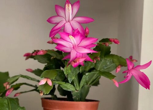 蟹爪兰度夏难吗