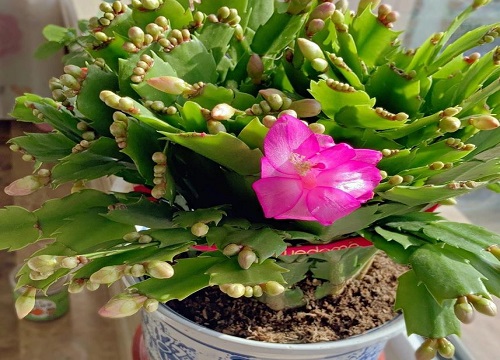 蟹爪兰度夏难吗