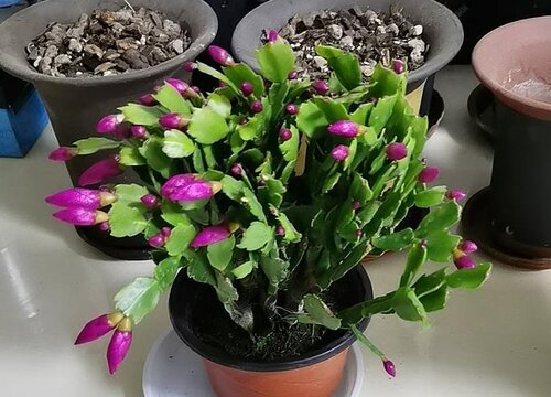 蟹爪兰度夏难吗