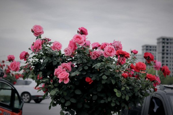 树状月季用什么树嫁接比较好看