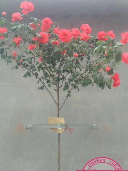 树状月季用什么树嫁接比较好看