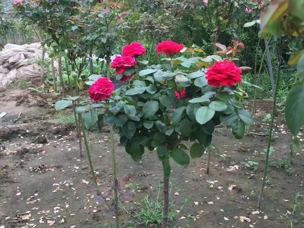 树状月季用什么树嫁接比较好看