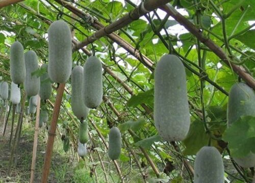 冬瓜授粉时间与方式方法