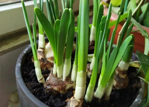 水仙花生长过程图片记录