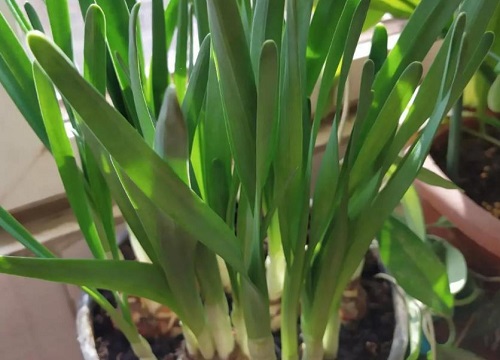 水仙花生长过程图片记录