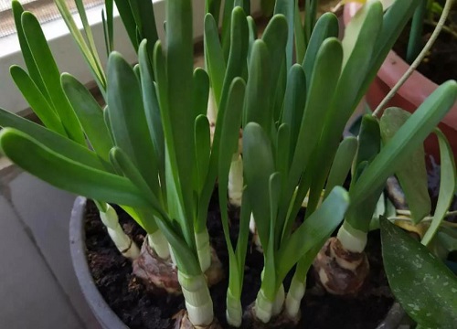 水仙花生长过程图片记录