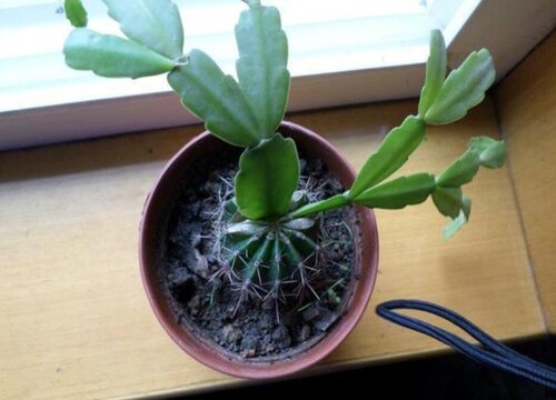 仙人掌嫁接蟹爪兰这样养护来年开花爆满盆