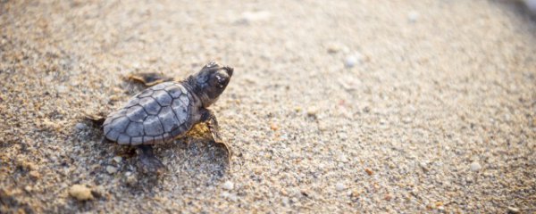 小草龟苗怎么判断公母