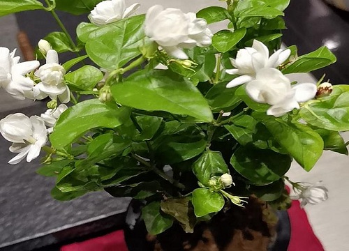 茉莉花补充酸性物质开花多