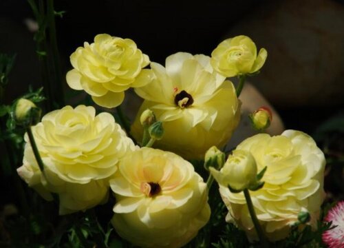 洋牡丹的花语是什么