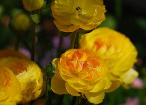 洋牡丹的花语是什么