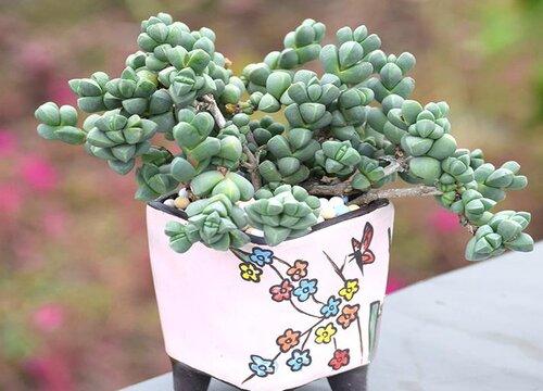 鹿角海棠徒长了怎么办