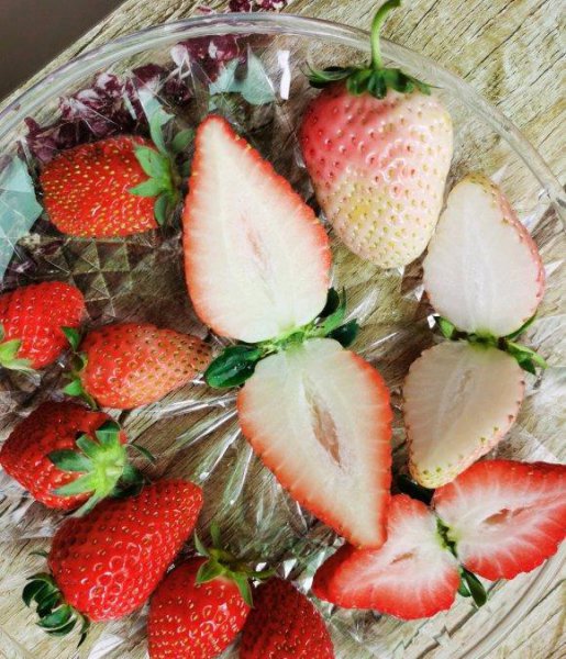 新鲜草莓种子多久发芽