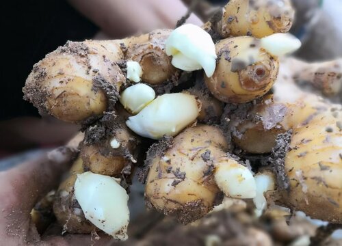 生姜留种过冬的保存方法