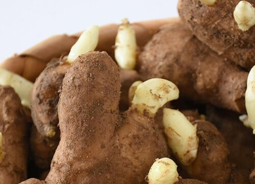 生姜留种过冬的保存方法