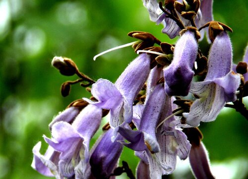 泡桐树值钱吗 市场价格