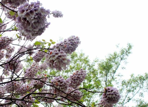 泡桐树值钱吗 市场价格