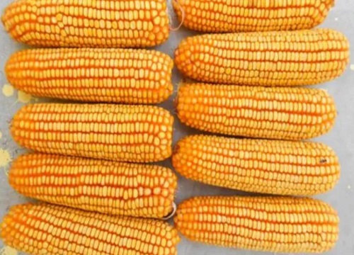 京科999玉米品种介绍