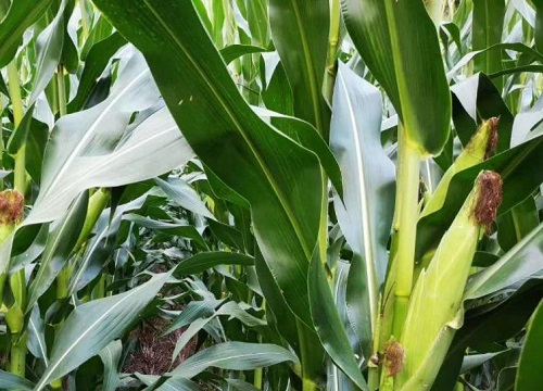 京科999玉米品种介绍