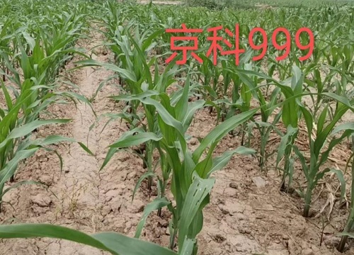京科999玉米品种介绍