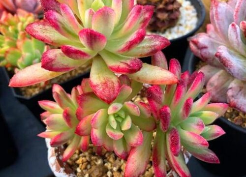 叮当锦多肉怎么养护爆盆