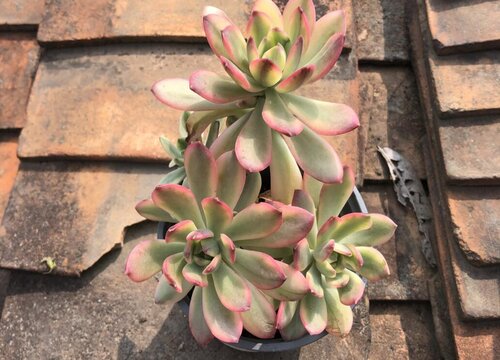 叮当锦多肉怎么养护爆盆