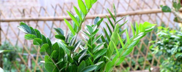 家里摆放金钱树可以吗