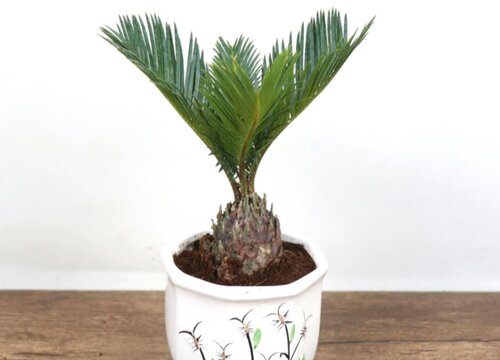 铁树施肥用什么肥料长得茂盛