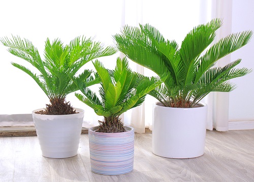 铁树施肥用什么肥料长得茂盛