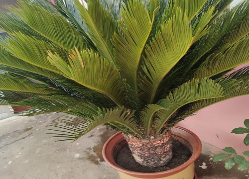 铁树施肥用什么肥料长得茂盛