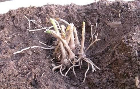 家庭阳台种植韭菜的方法