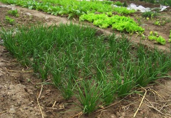 家庭阳台种植韭菜的方法