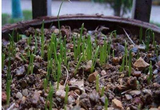 家庭阳台种植韭菜的方法