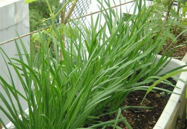 家庭阳台种植韭菜的方法