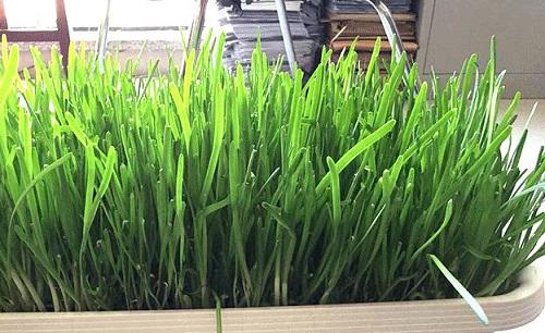家庭阳台种植韭菜的方法