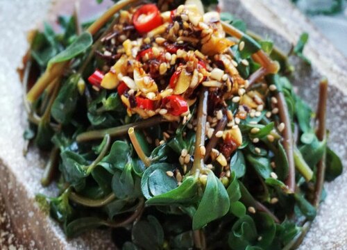 马齿苋根的功效与作用及食用方法