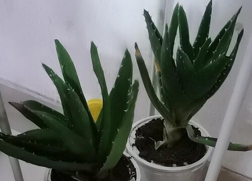 芦荟砍头后如何施肥侧芽狂冒