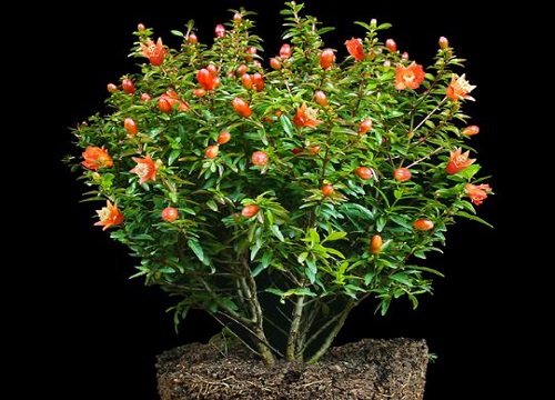 石榴树花期是什么时候