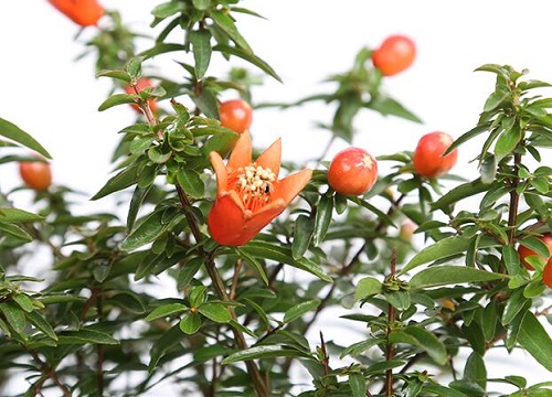 石榴树花期是什么时候