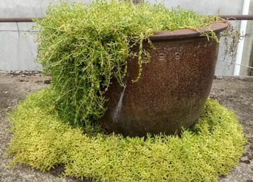 垂盆草可以水培吗