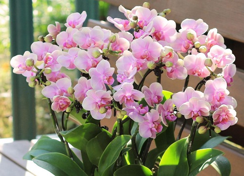 蝴蝶兰的繁殖方法和栽培技术