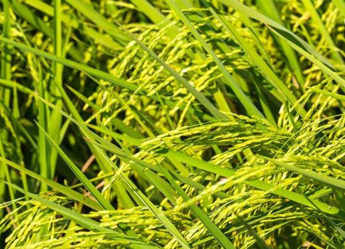 处暑水稻没成熟怎么办