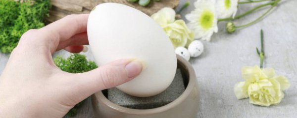 怀孕期吃鹅蛋有什么好处