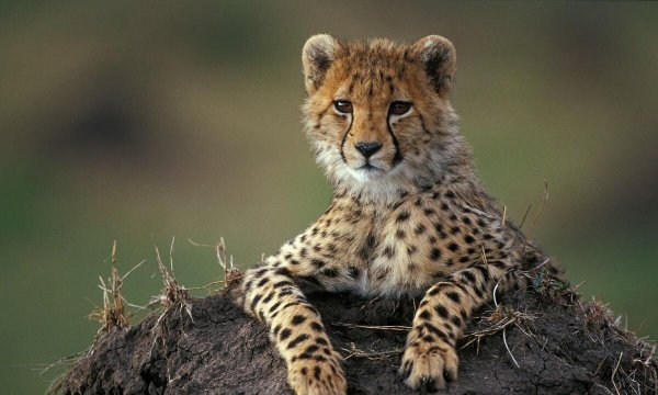 非洲最大的国家是哪个